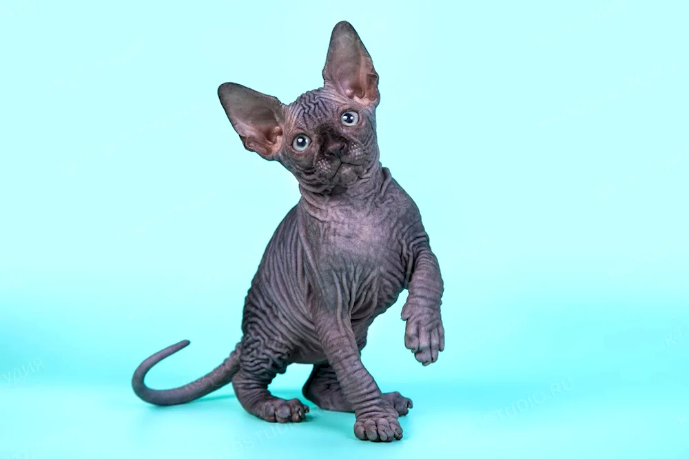 Canadian sphynx grey