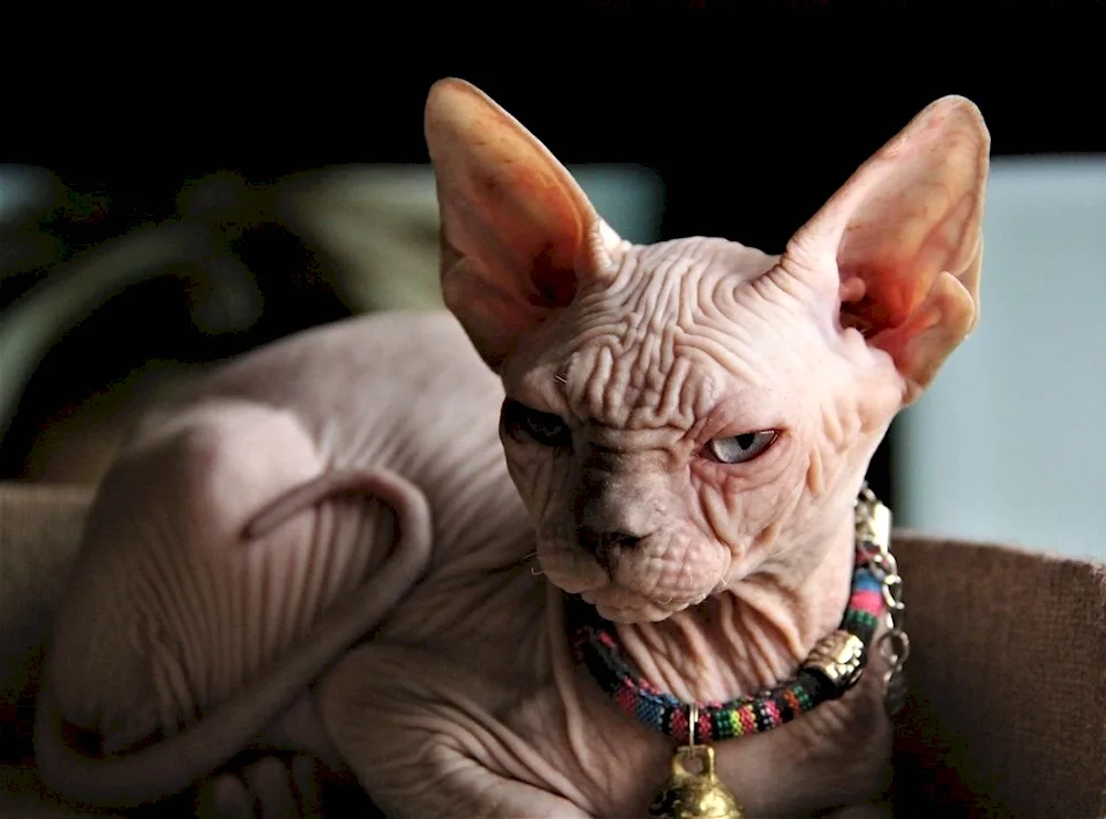 Canadian Sphynx cat breed