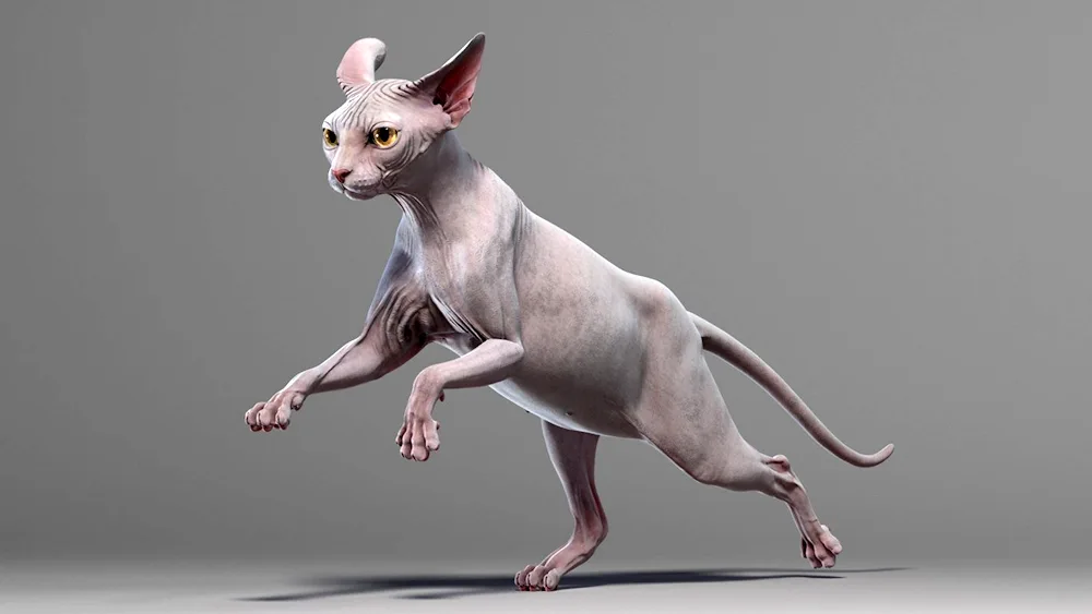 Sphynx cat breed