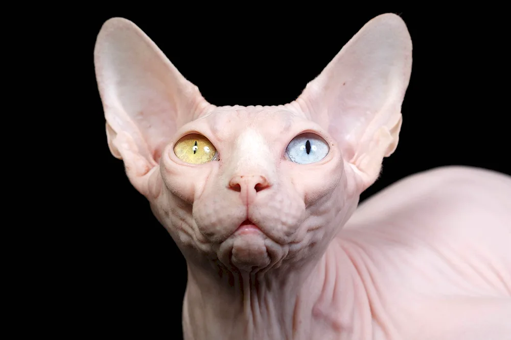 Canadian Sphynx cat breed