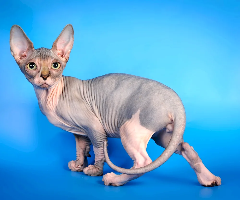 Canadian Sphynx Bambino