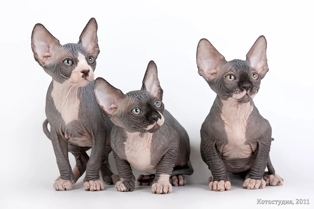 Canadian Sphynx bicolour