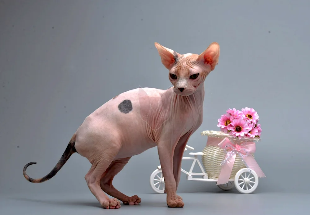 Canadian Sphynx bicolour