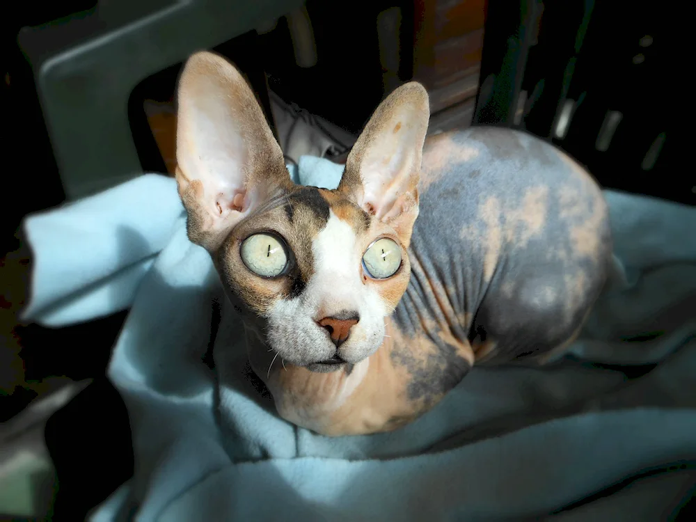 Canadian sphynx tortoiseshell