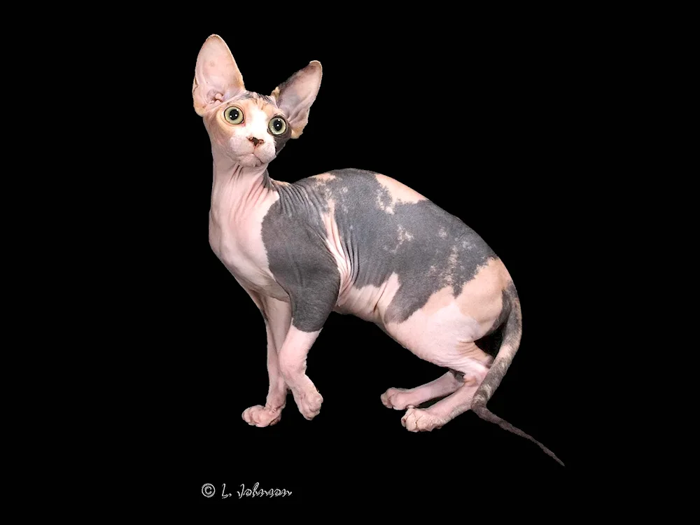 Canadian sphynx tortoiseshell colour