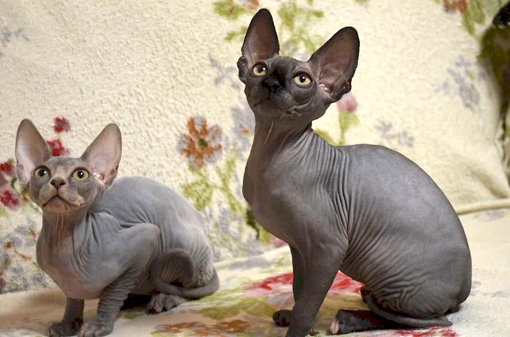 Canadian Sphynx black