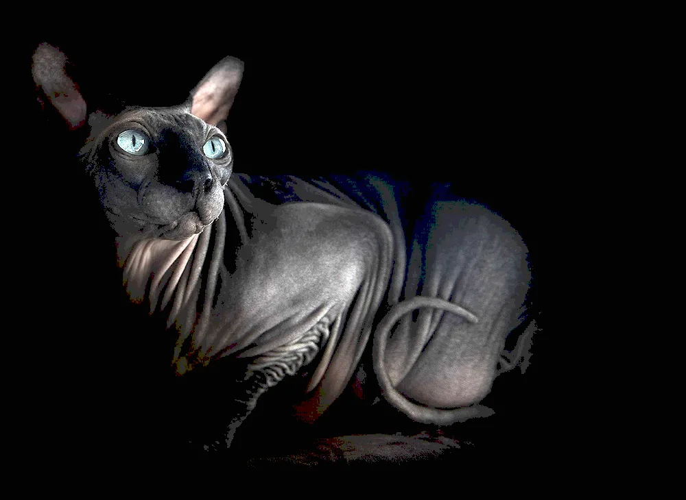 Canadian sphynx black cat