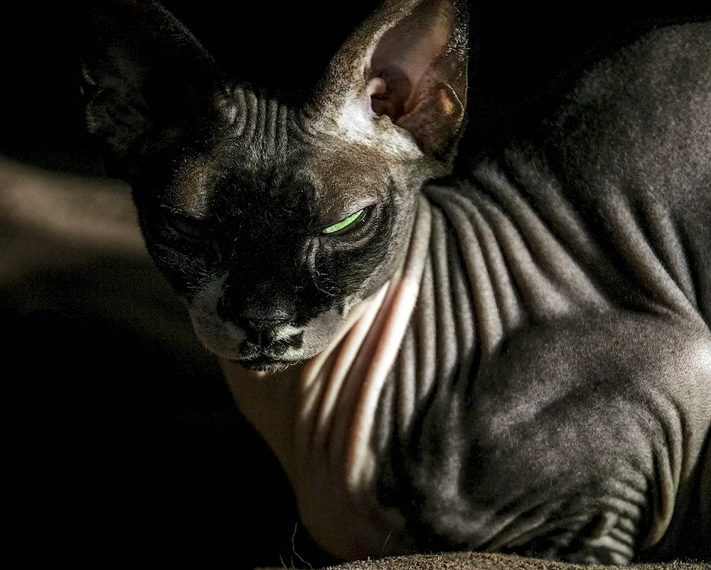 Donskoy sphynx cat