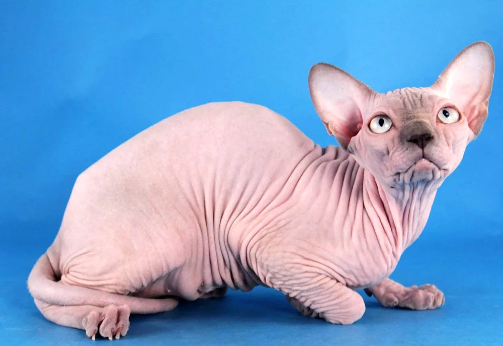 Canadian Sphynx colour Point