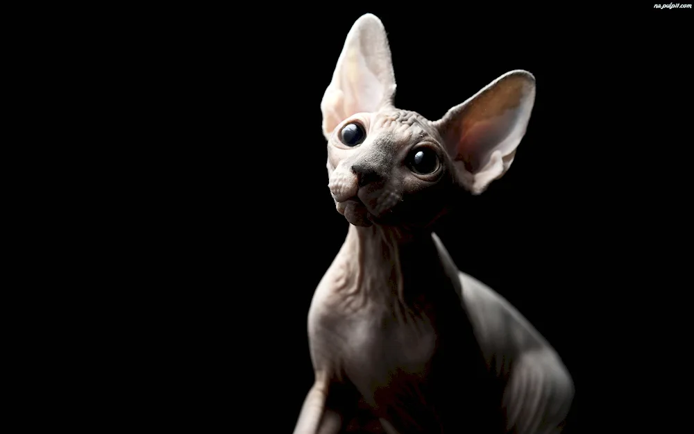 Devon Rex