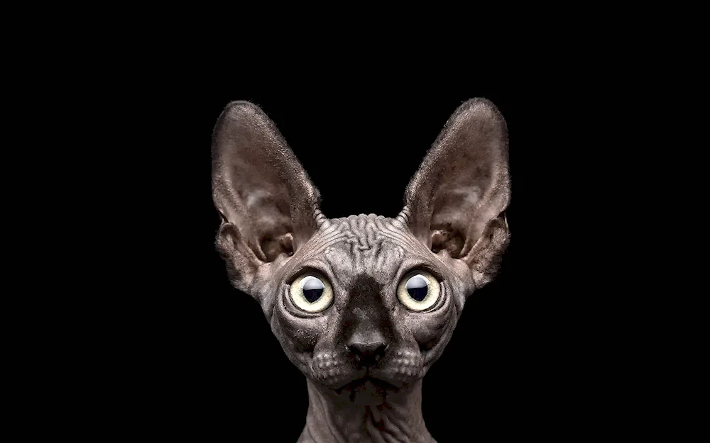 Sphynx cats