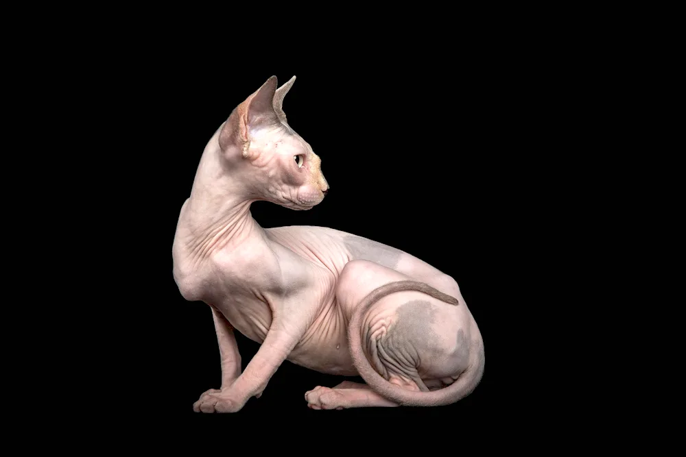 Canadian Sphynx cat