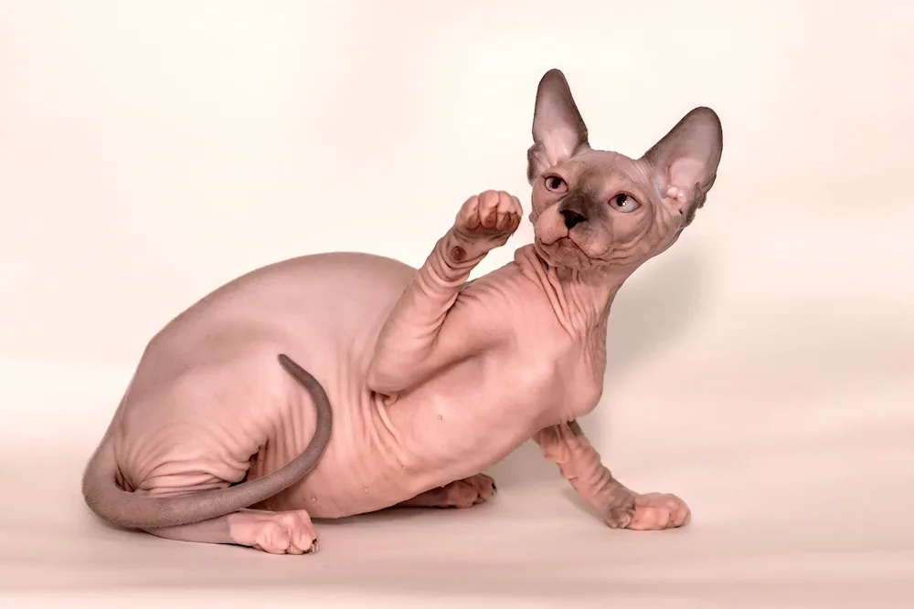 Canadian Sphynx cat