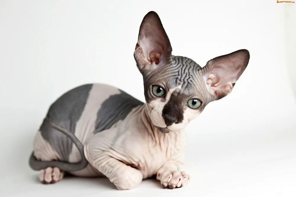 Canadian Sphynx cat