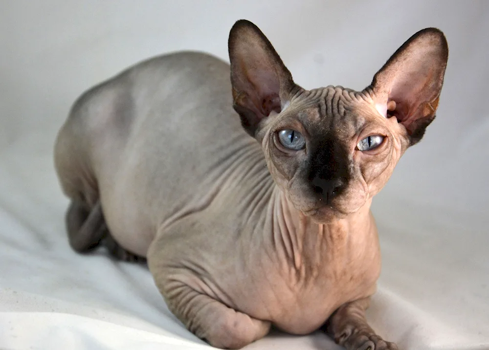 Canadian Sphynx cat