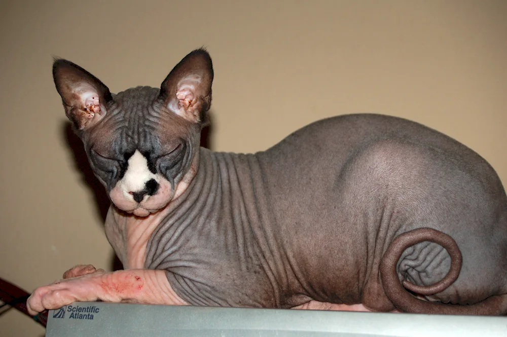 Dwarf sphynx cat