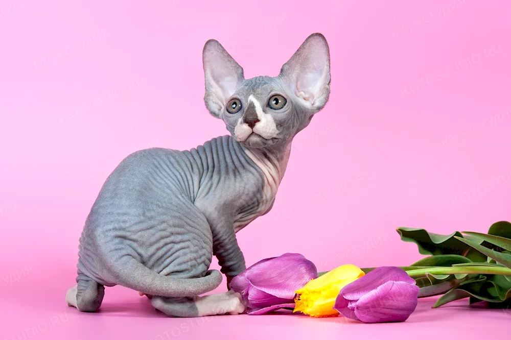 Canadian Sphynx cat