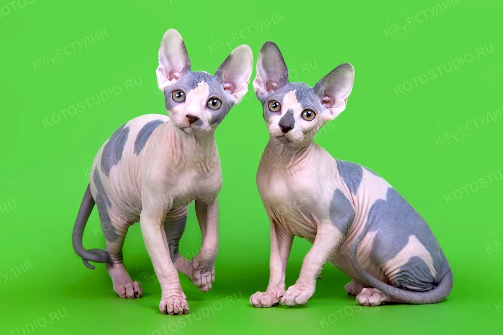 Canadian Sphynx. Harlequin colour