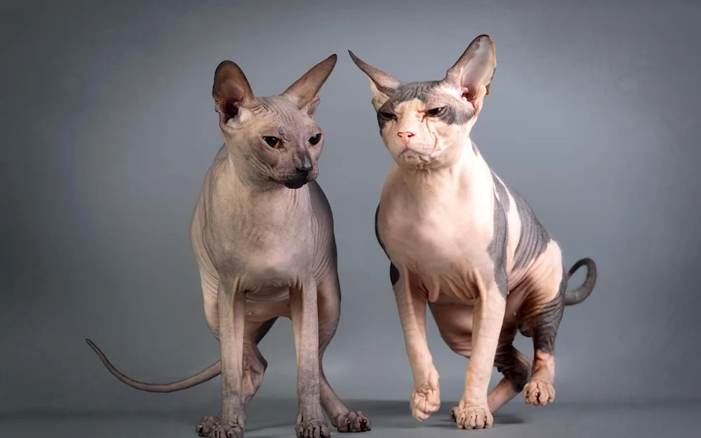 Canadian spotted sphynx cat breed