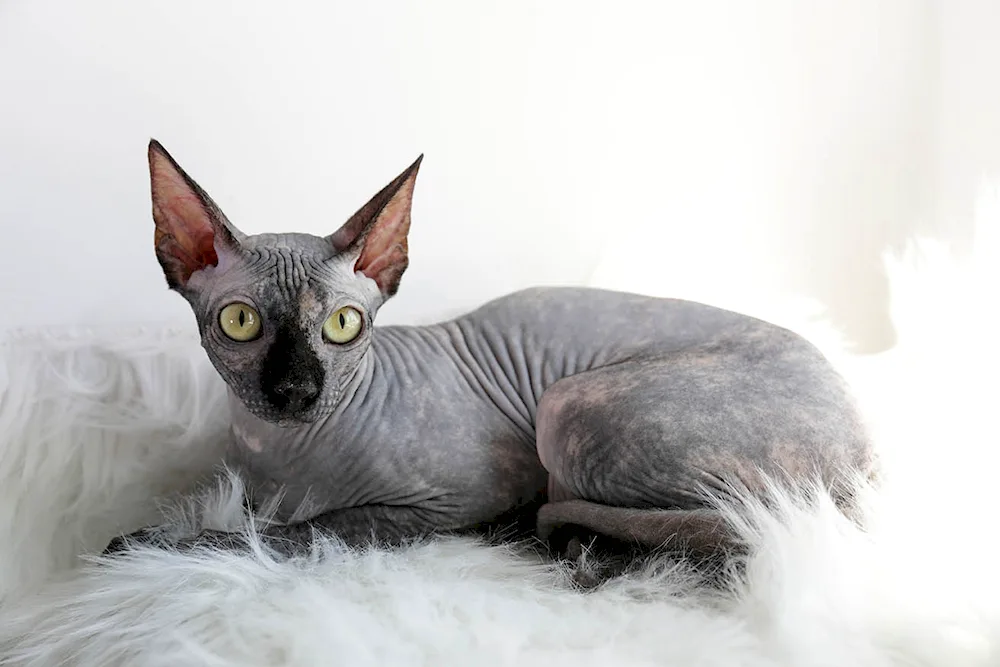 Canadian Sphynx grey