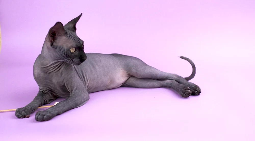 Don Sphynx cat breed