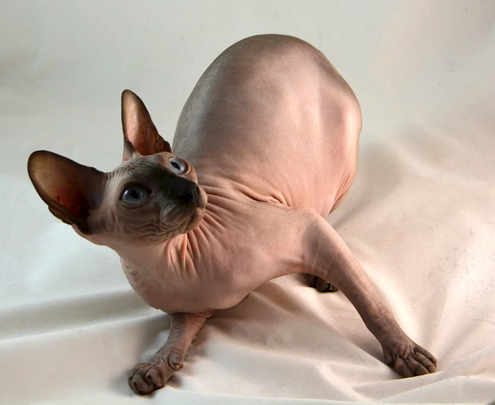 Canadian sphynx tabby