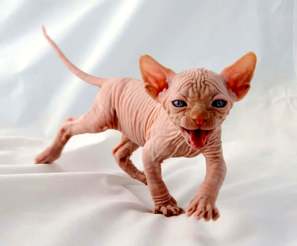 Sphynx cat breed