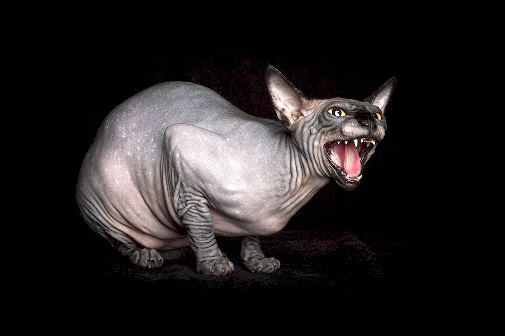 Sphynx cat