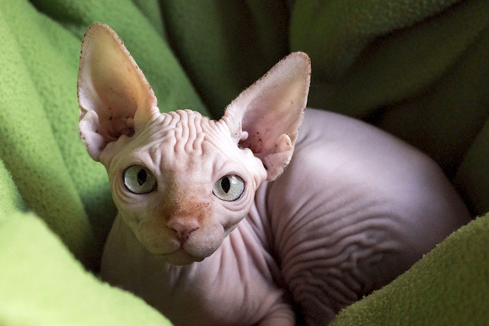 Canadian Sphynx Toby