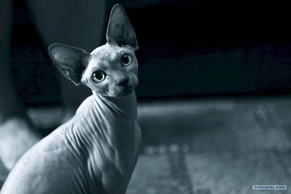 Canadian Sphynx Toby