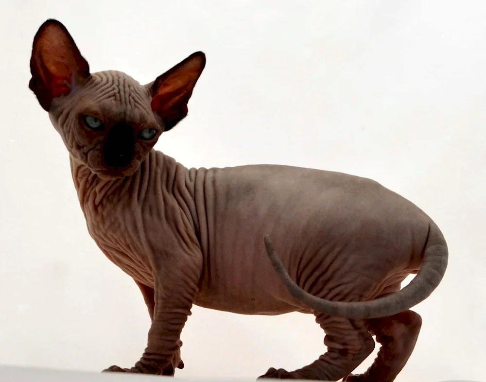 Canadian Sphynx Toby