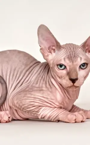 Canadian Sphynx cinnamon