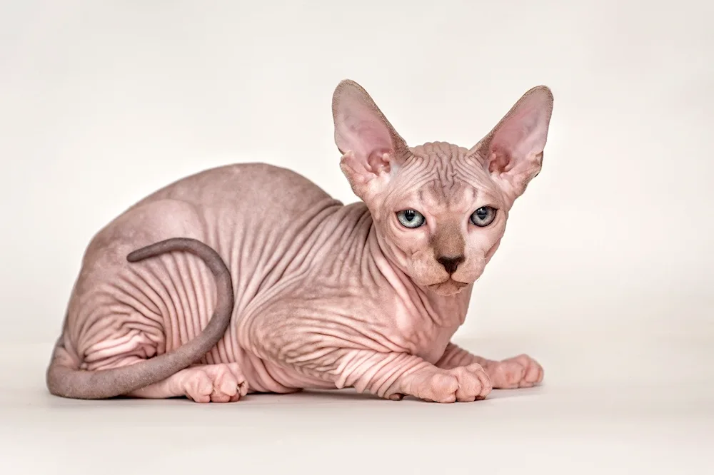 Canadian Sphynx cinnamon