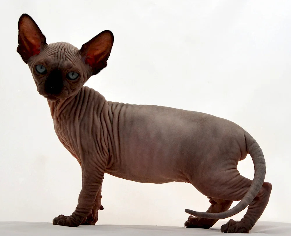 Canadian Sphynx cinnamon