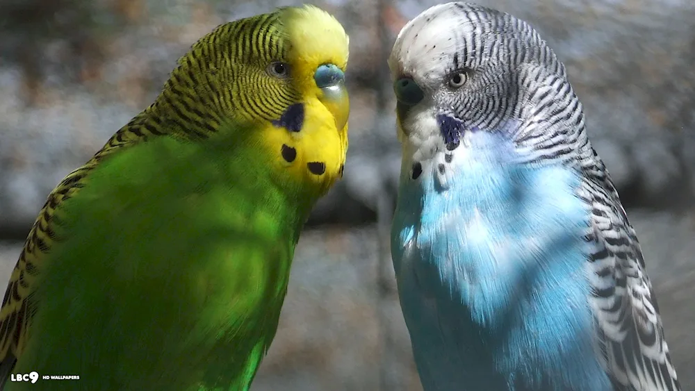 Harlequin parrots. Parrots