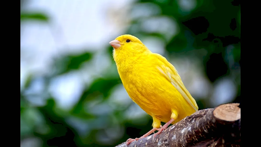 African Warbler