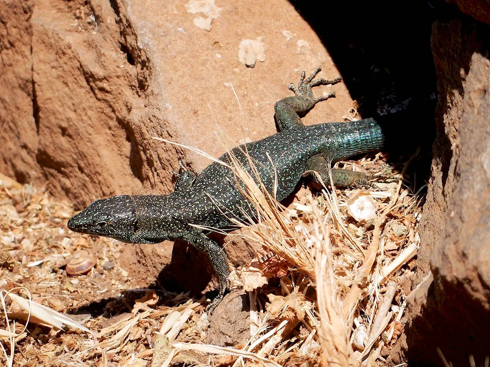 Canary lizard