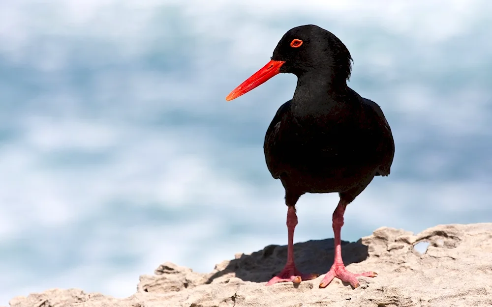 Anthropod grackle