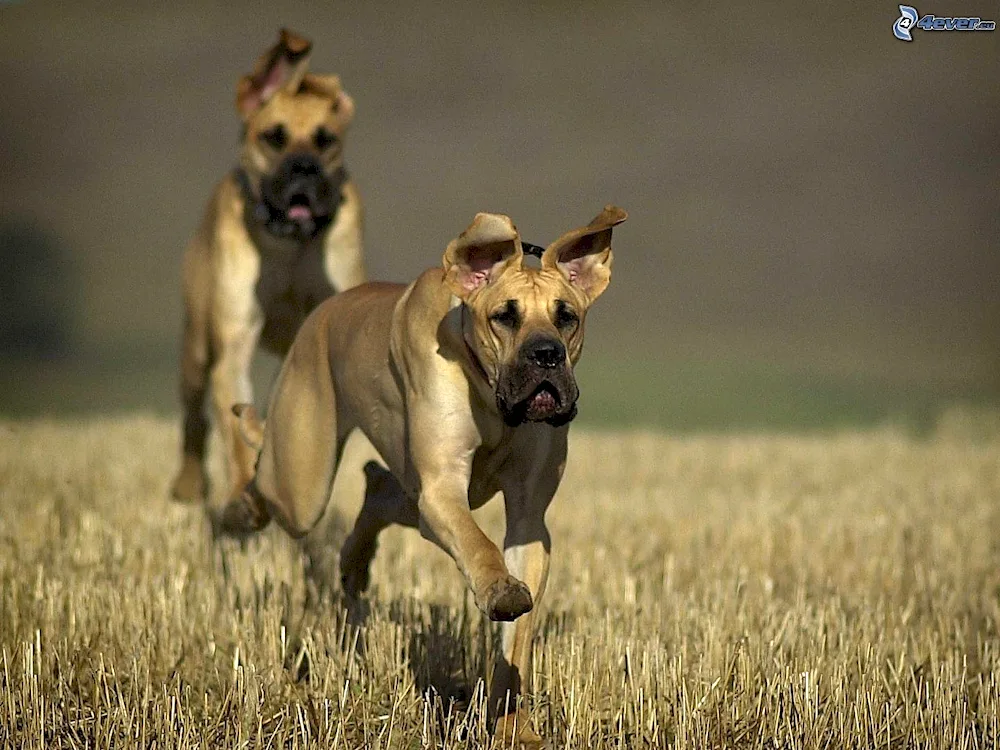 Danish Spotted Brown Dog