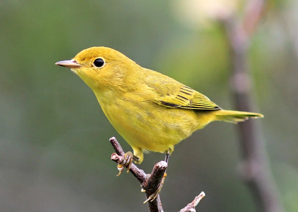 Maline-breasted oriole