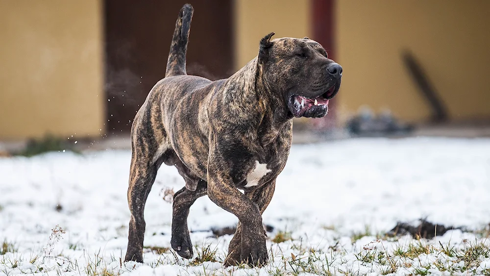 American Staffordshire terrier American pit bull terrier black