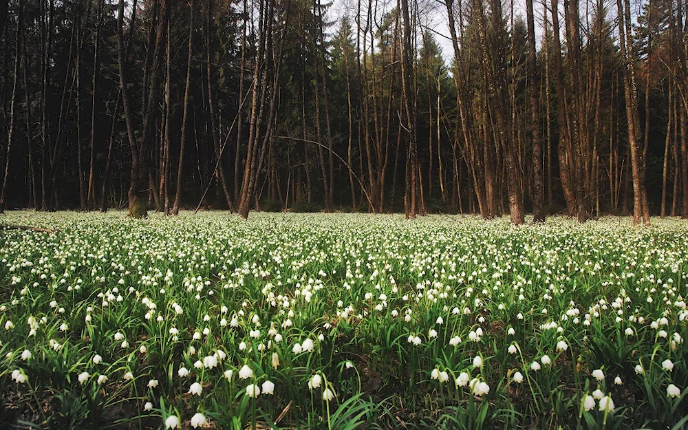 Snowdrops Prostrelle Ural'sky