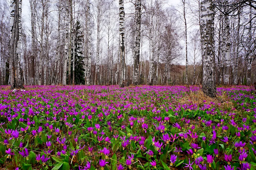 Spring flowers