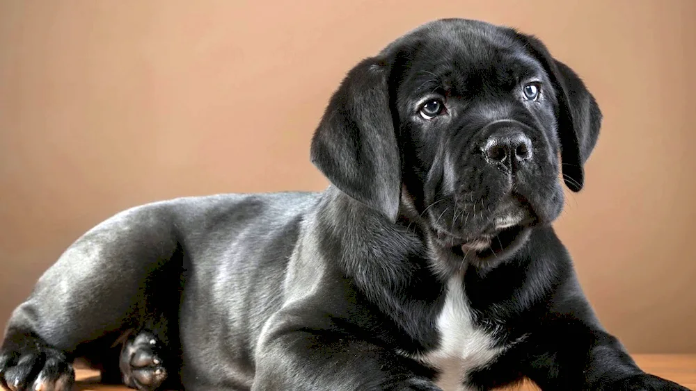 Cane Corso