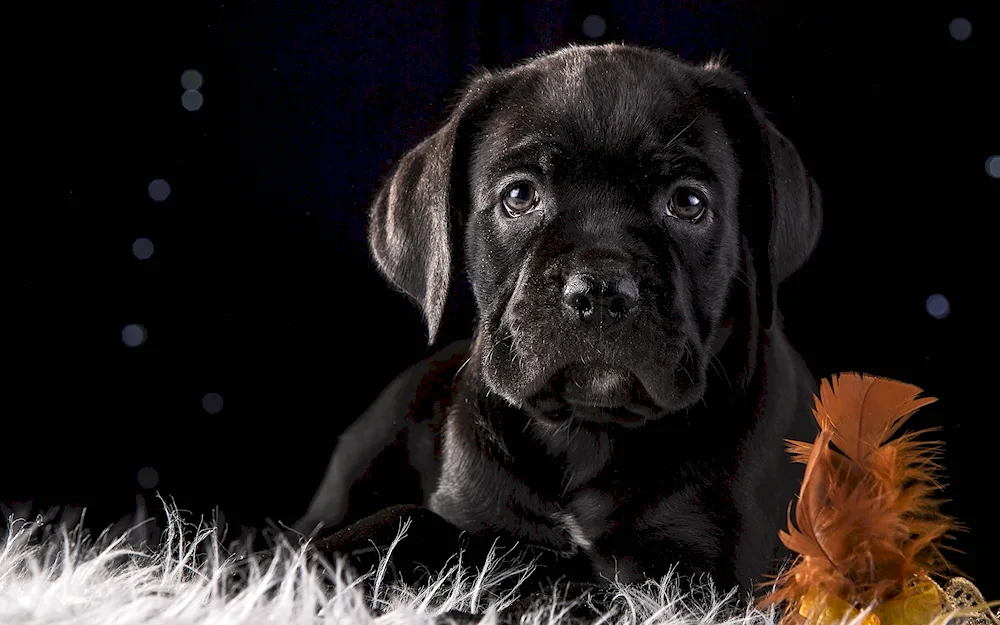 Cane Corso