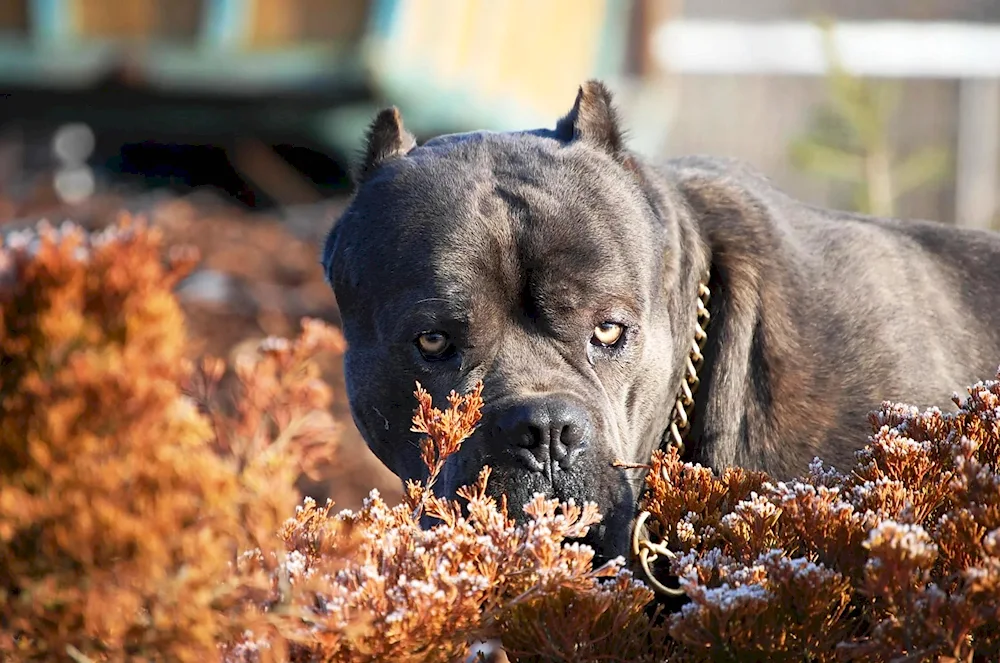 Cane Corso