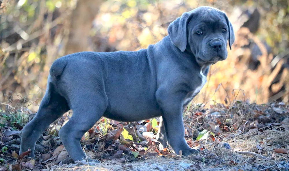 Cane Corso