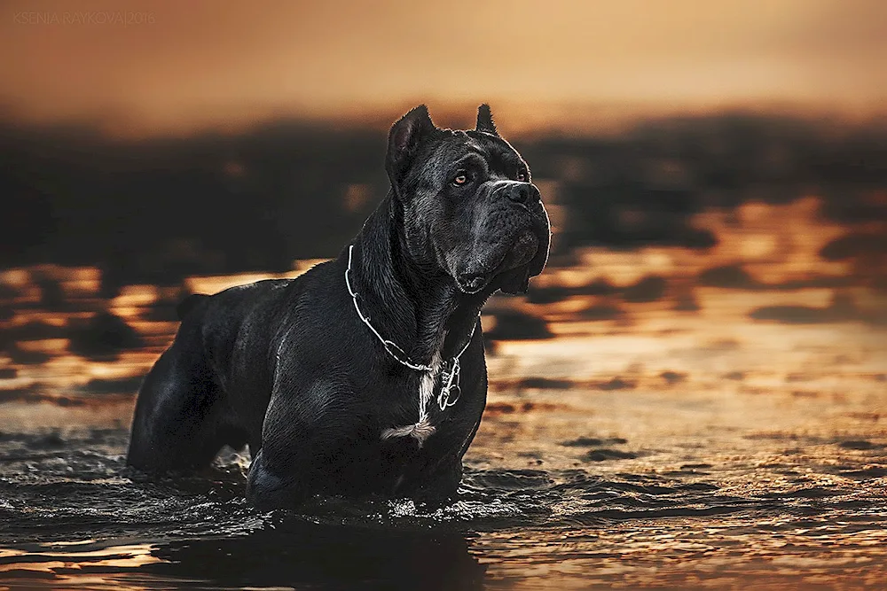 Cane Corso