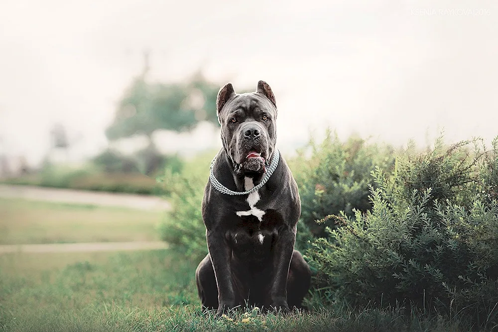 Cane Corso