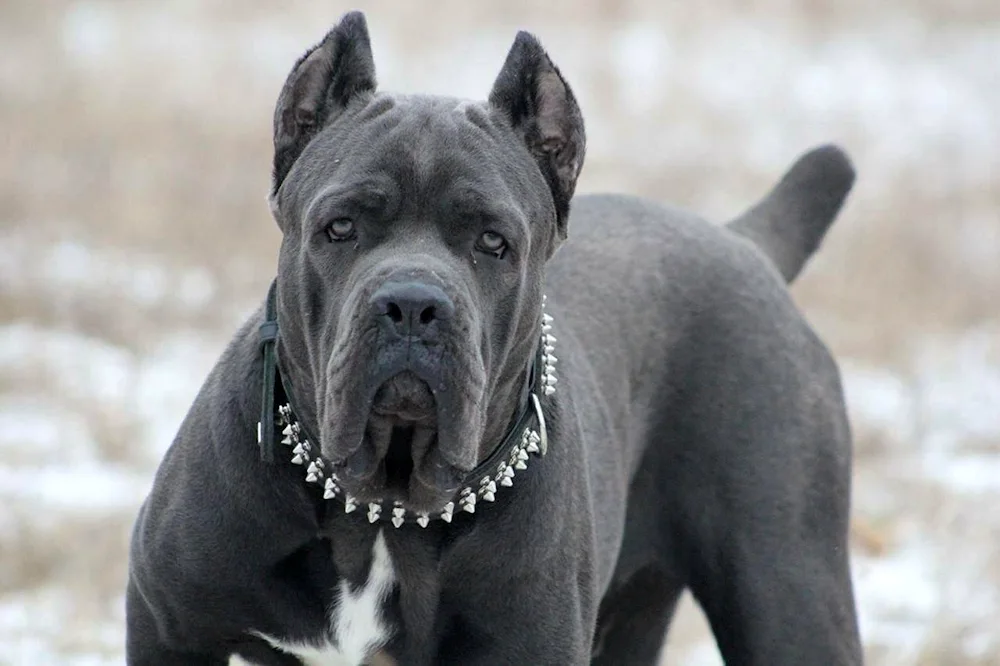 Cane Corso dog breeds